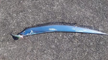 強風の中カゴ釣りで！！