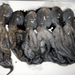 姫路イイダコ(2017-4)