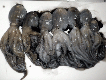 姫路イイダコ(2017-4)