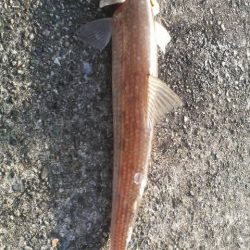 エソのサイズのアオリが欲しい・・・