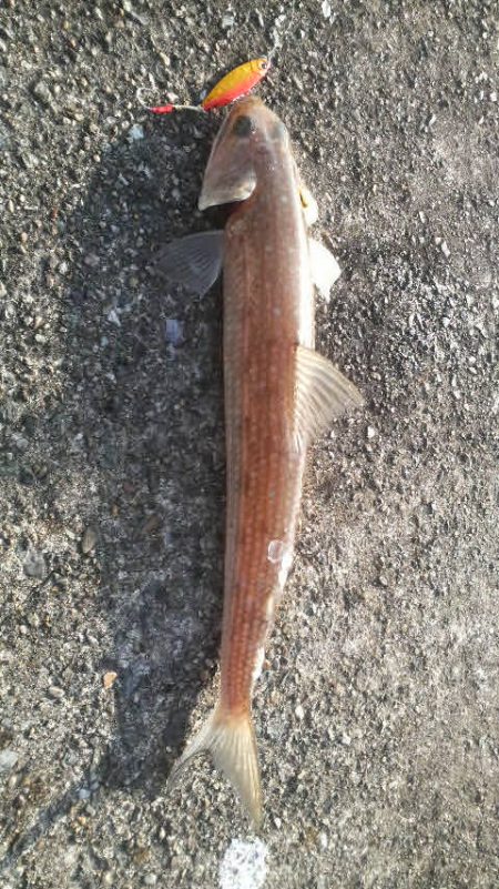 エソのサイズのアオリが欲しい・・・