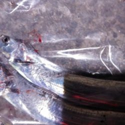 タチウオ小さい