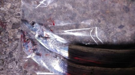 タチウオ小さい