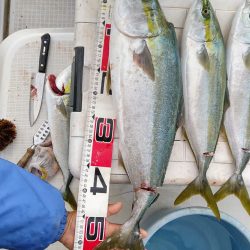 ジギング反応悪し