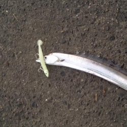 太刀魚道場入門