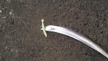 太刀魚道場入門