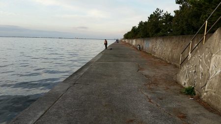 土曜の朝も堅調。タチウオ大型が増えてきました。