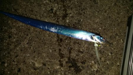 太刀魚まだ釣れます