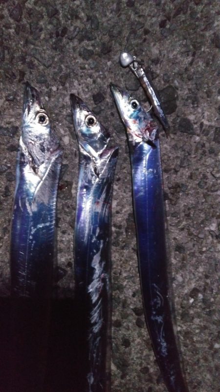 タチウオリベンジ