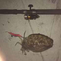 鞆浦の新港にて