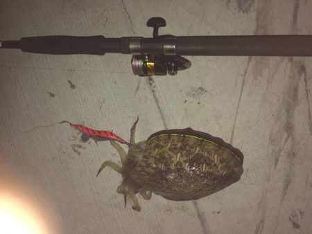 鞆浦の新港にて