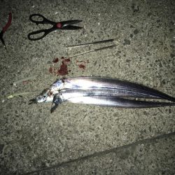 今日はあたりが…