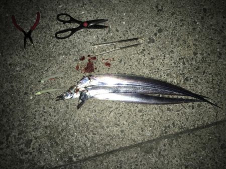 今日はあたりが…