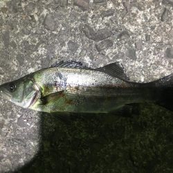 小イワシ泳がせ