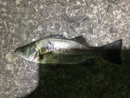 小イワシ泳がせ