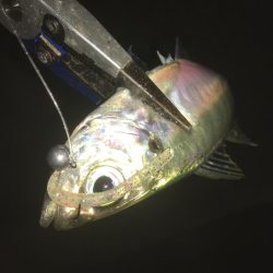 スレたアジにはクリア系強し