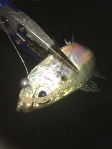 スレたアジにはクリア系強し