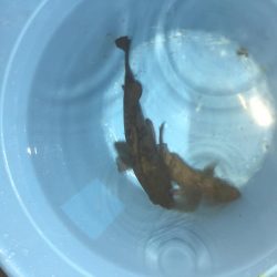 メバルの時期がやって来た？