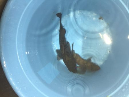 メバルの時期がやって来た？