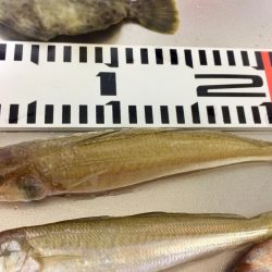 連日の釣行 頑張りました