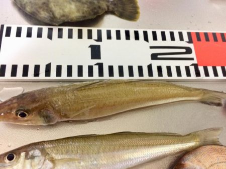 連日の釣行 頑張りました