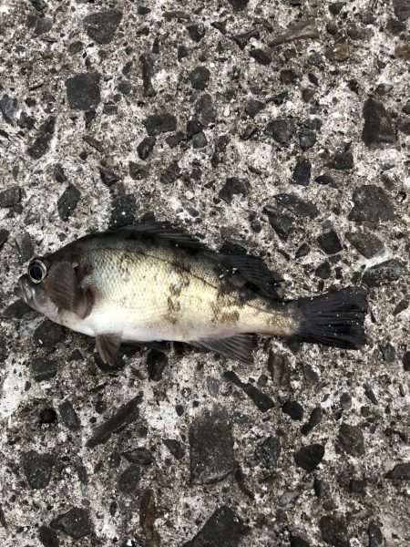 ちょこっと1時間ほど