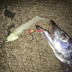 しゃくってダメならただ巻きだ!!