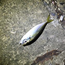 今日もアジ探し