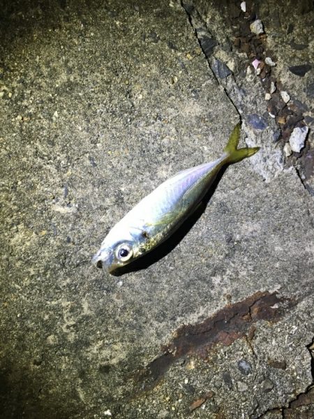 今日もアジ探し