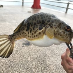 20171118-19大雨暴風たまに霰