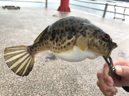20171118-19大雨暴風たまに霰