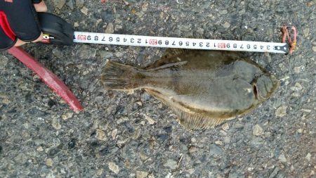 渋い中魚種多様