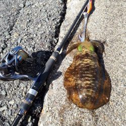 久しぶりエギング