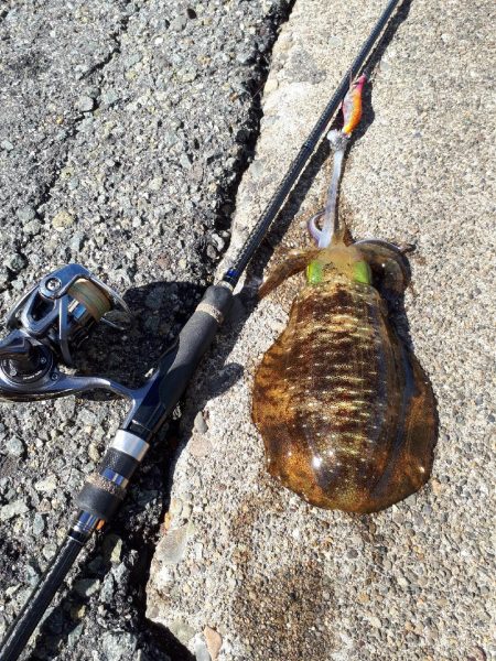 久しぶりエギング