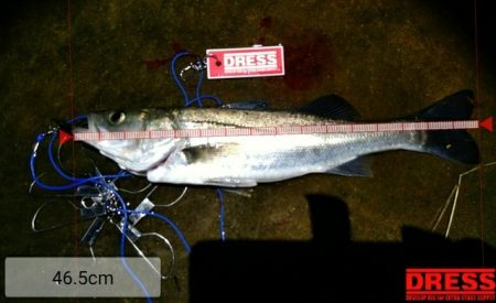 河口フィッシング