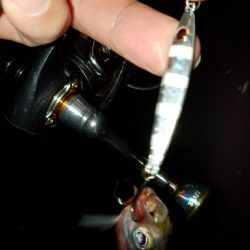 ナイトブルーを求めて!