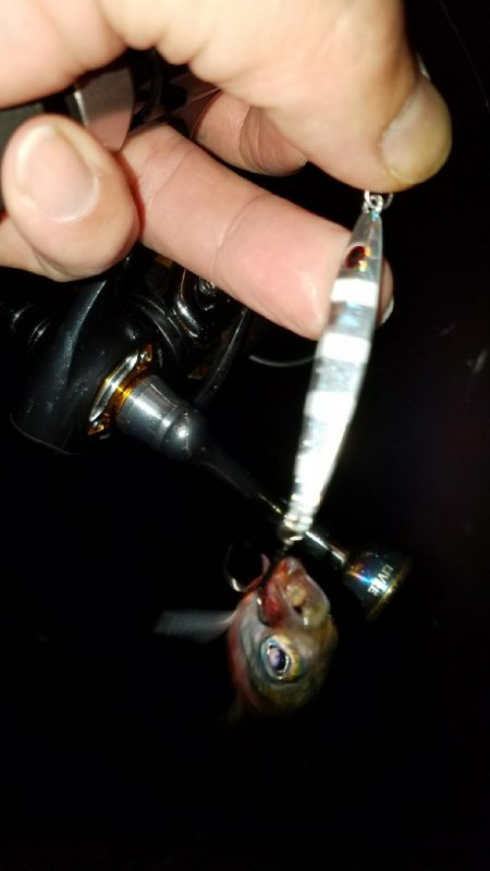 ナイトブルーを求めて!