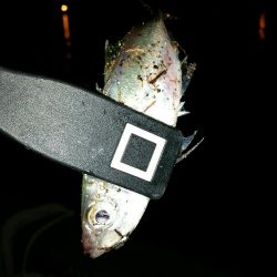 舞洲アジングNO5