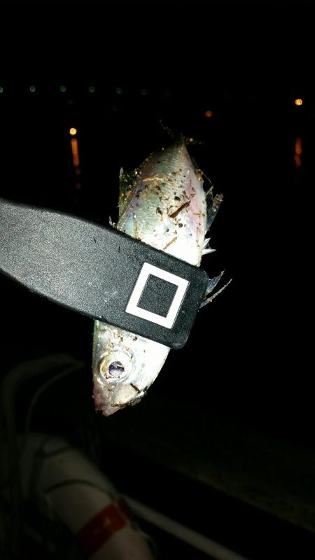 舞洲アジングNO5