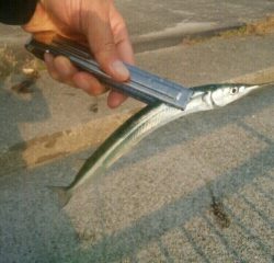 サンマ級サヨリ