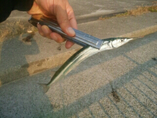 サンマ級サヨリ