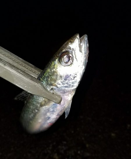 癒しのアジング！