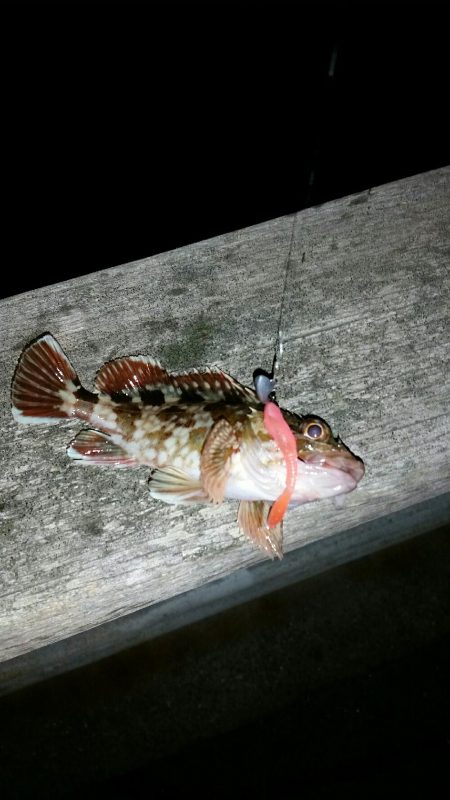 ロックフィッシュ調査NO1