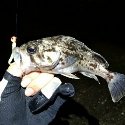 初ライトゲーム　港内