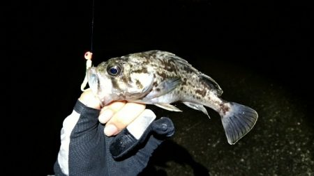 初ライトゲーム　港内