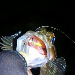 メバル26センチ