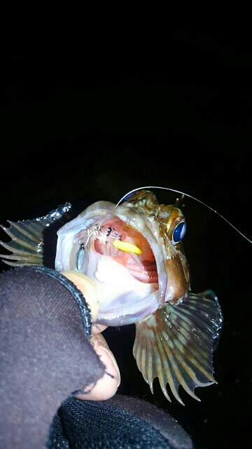 メバル26センチ