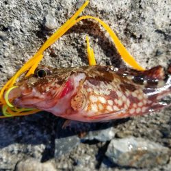 初チヌゲット！！