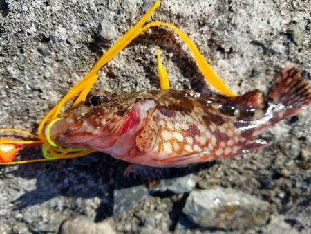 初チヌゲット！！