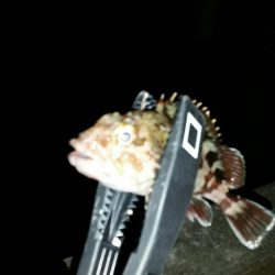 舞洲アジングNO6